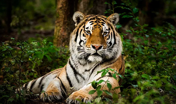 Cédric is a Tiger - The Entrepreneur’s Journey blog